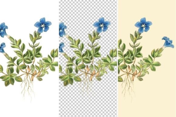 Download Spring Gentian Floral Illustrations - Spring Collection